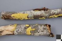 Trichoderma sulphureum image